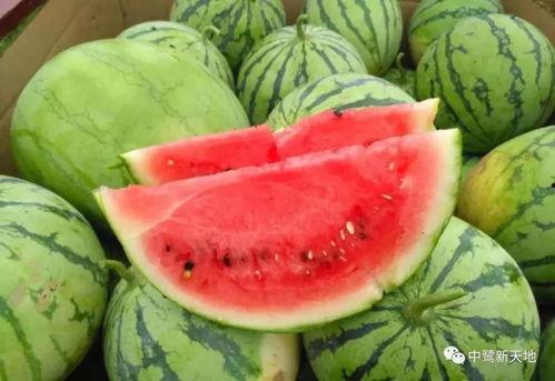 四川今日吃瓜,瓜田李下，美食与趣闻共舞