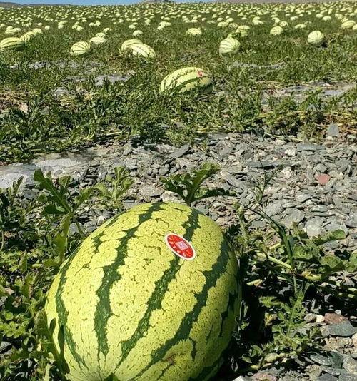 沙漠瓜今日价格,价格行情一览