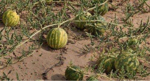 沙漠瓜今日价格,价格行情一览