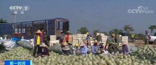 海南乐东哈密瓜今日价格,价格行情一览