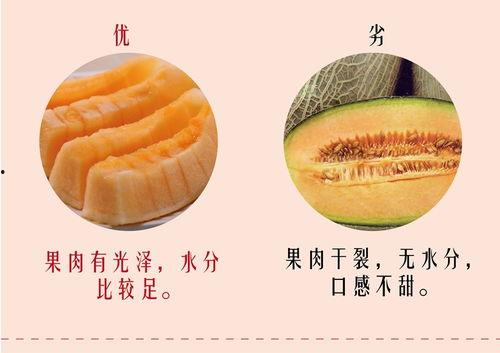 海南乐东哈密瓜今日价格,价格行情一览