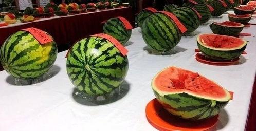 网今日吃瓜大赛,瓜田李下，谁主沉浮？