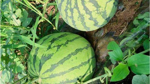 黑饱饱吃瓜,揭秘娱乐圈幕后真相