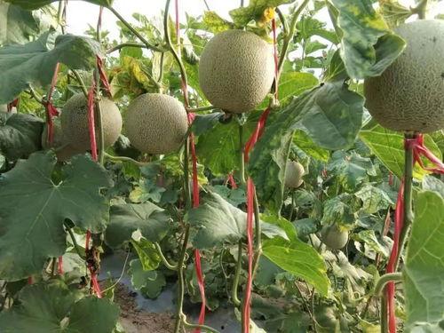 怎么吃黑蜜瓜不上火,黑蜜瓜吃法攻略，轻松不上火