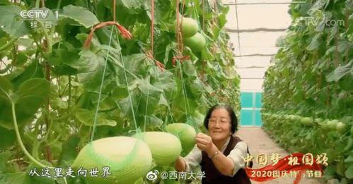 91吃瓜今日吃瓜必吃最新,紧跟热点，揭秘今日必吃吃瓜清单