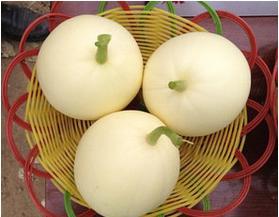 蒲城吊瓜今日行情