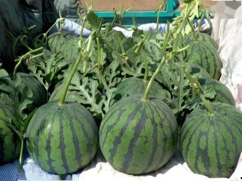 蒲城吊瓜今日行情